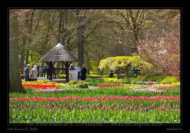 Keukenhof Hollandia 030.jpg